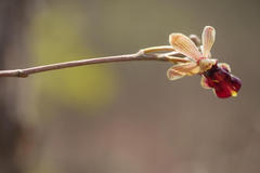 Cottonia peduncularis